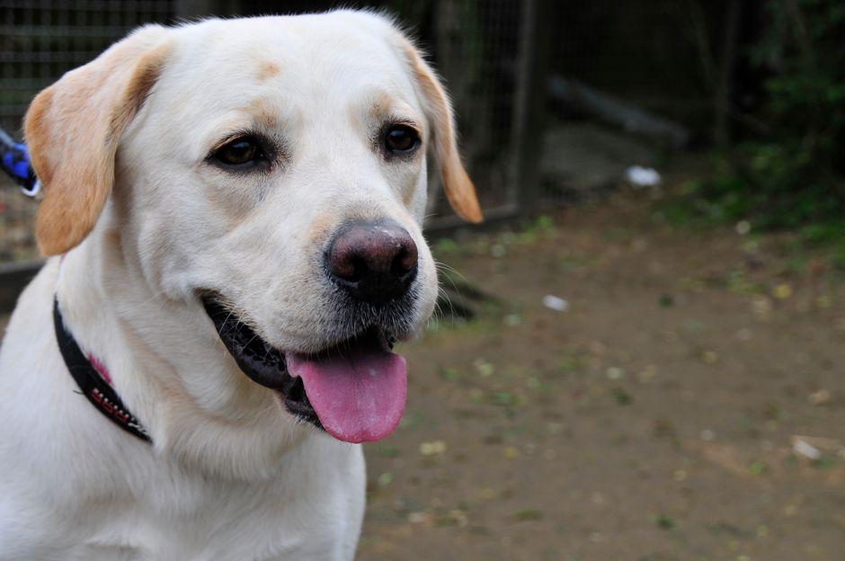 Close Up of Happy Labrador Retriever Dog Outdoors