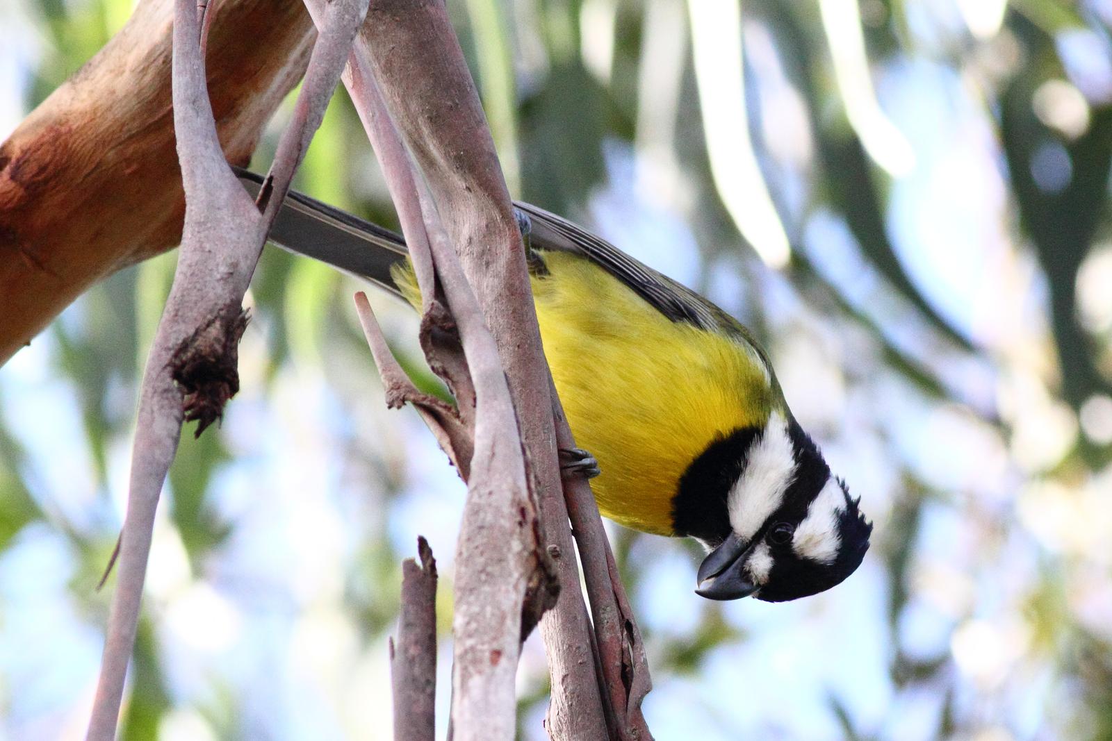 Bundoora Park's 180 Hectares Offer Trails, Wildlife, Mount Cooper Views