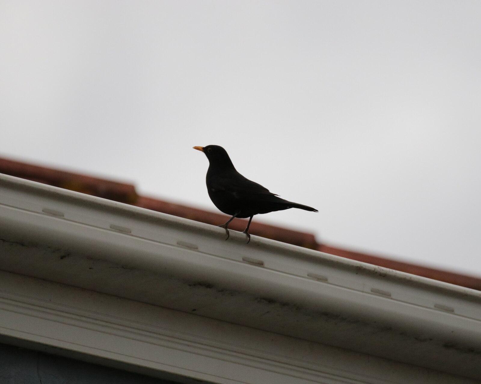 Turdus merula 195482319