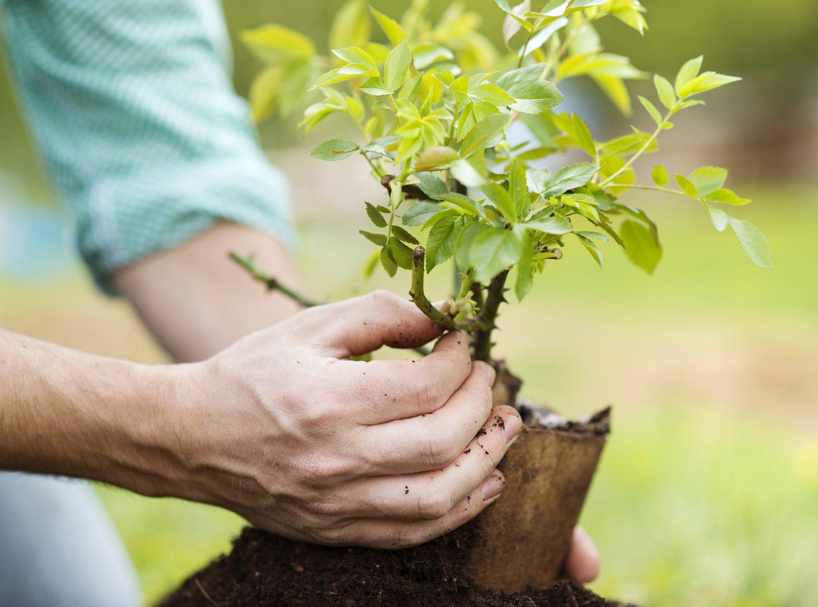 Footscray Residents Transform Home Gardens: Proven Tips for Green Spaces