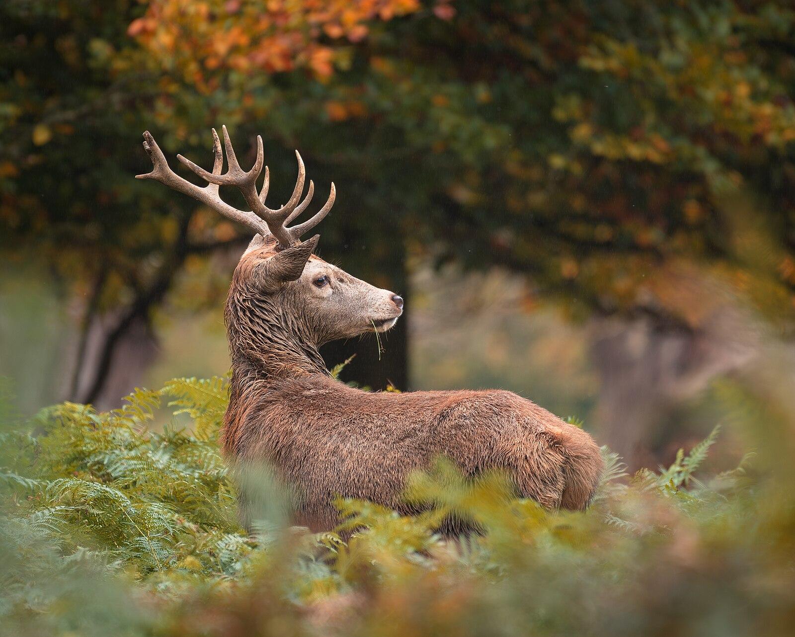 Red Deer Cervus Elaphus in Richmond Park 2024
