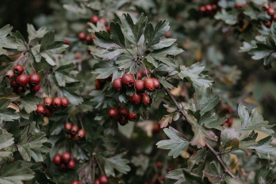 Close Up of Hawthorn Berries on Leafy Branches