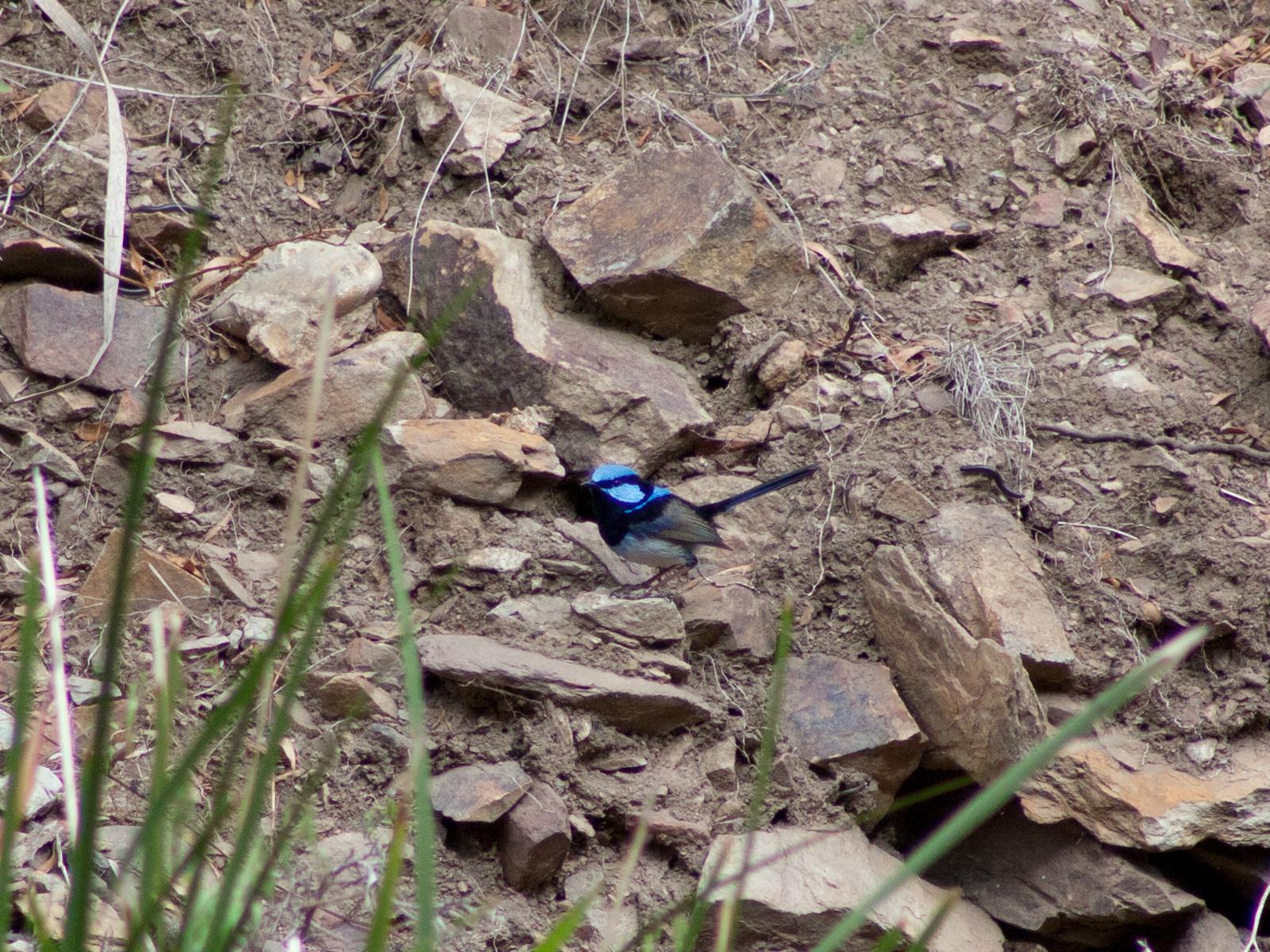 Superb Fairy Wren, Malurus cyaneus, Werribee Gorge State Park, Victoria Australia
