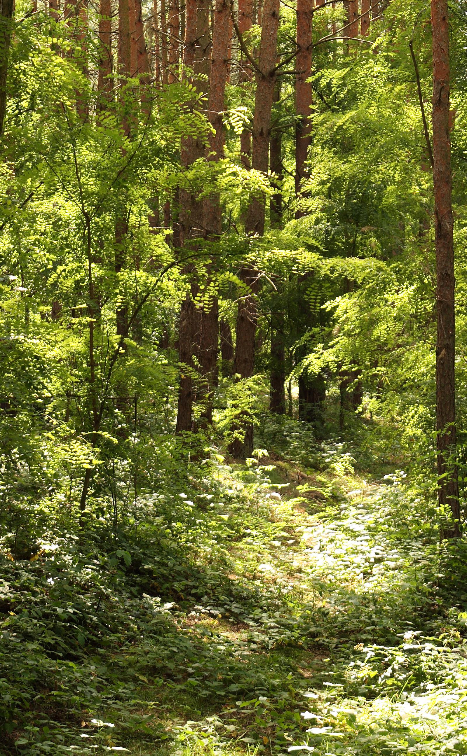 Epping Forest District Launches Summer Shows and Woodland Exploration Guide