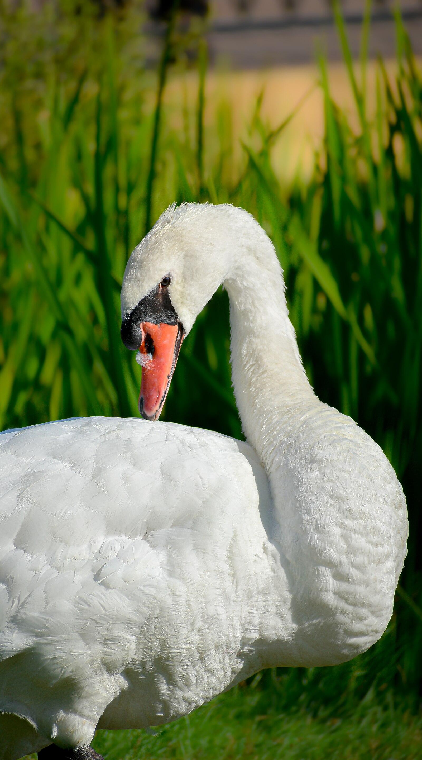 Mute Swan at High Park