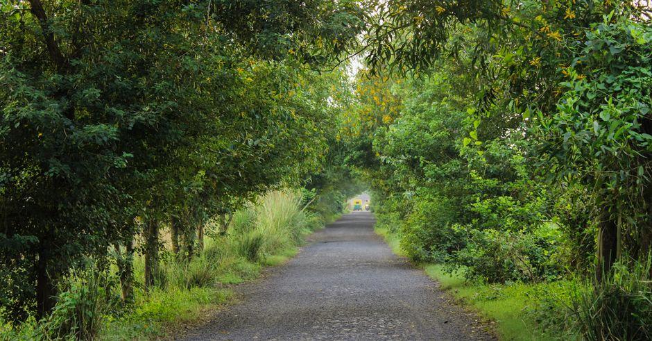 Scenic Forest Pathway Lined with Lush Greenery