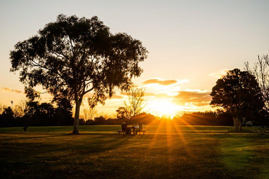 Trees on Green Grass Field during Sunset