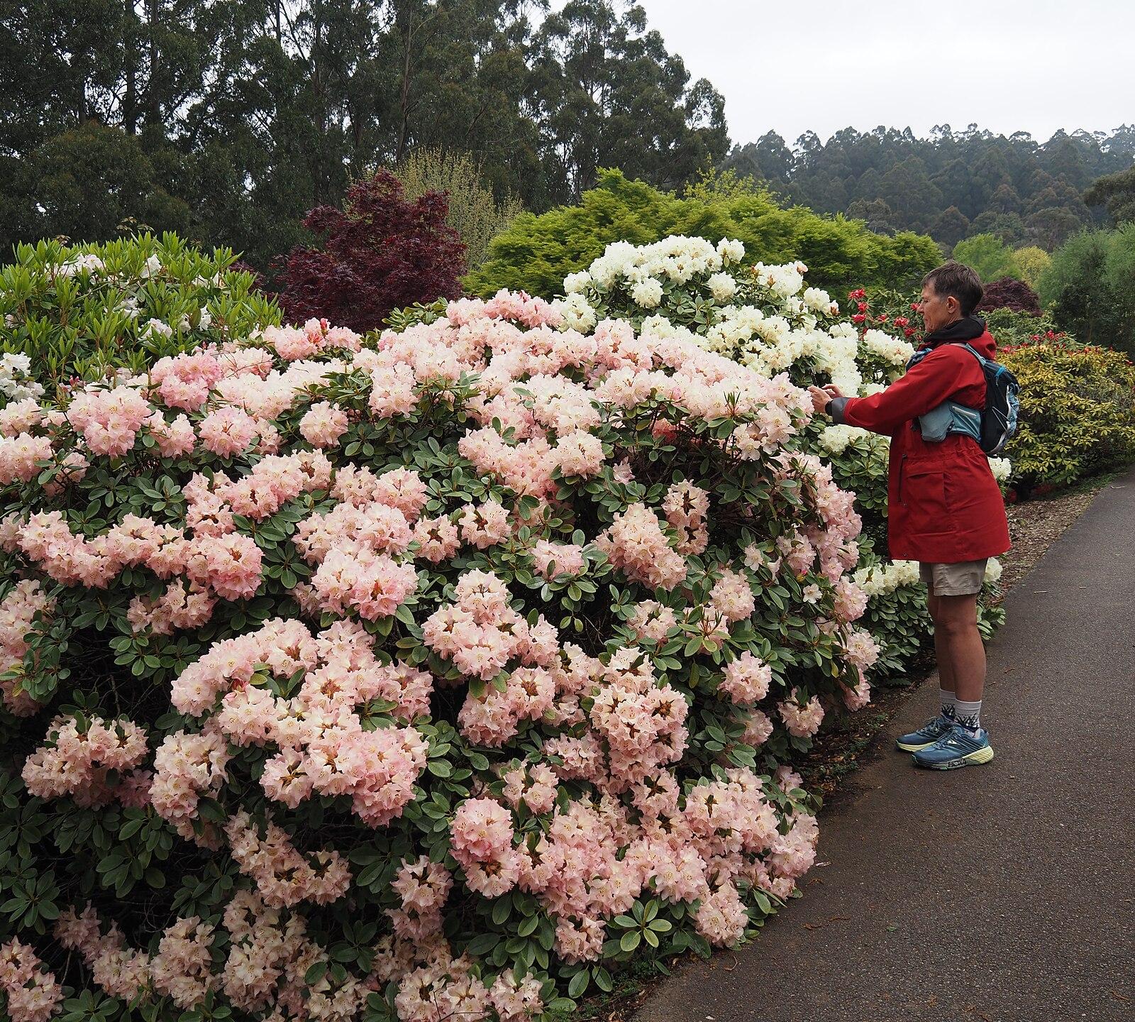 Dandenong Gardens MC 13