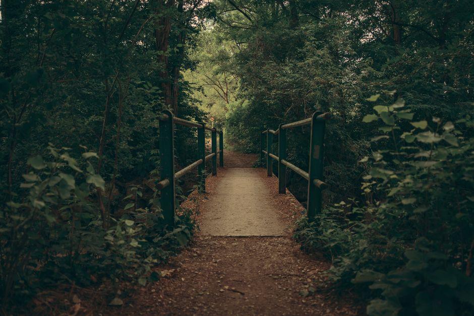 Footbridge in the Woods