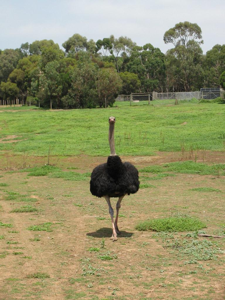 Werribee Council Votes on Development Levies and Road Upgrades: What Residents Pay and Get