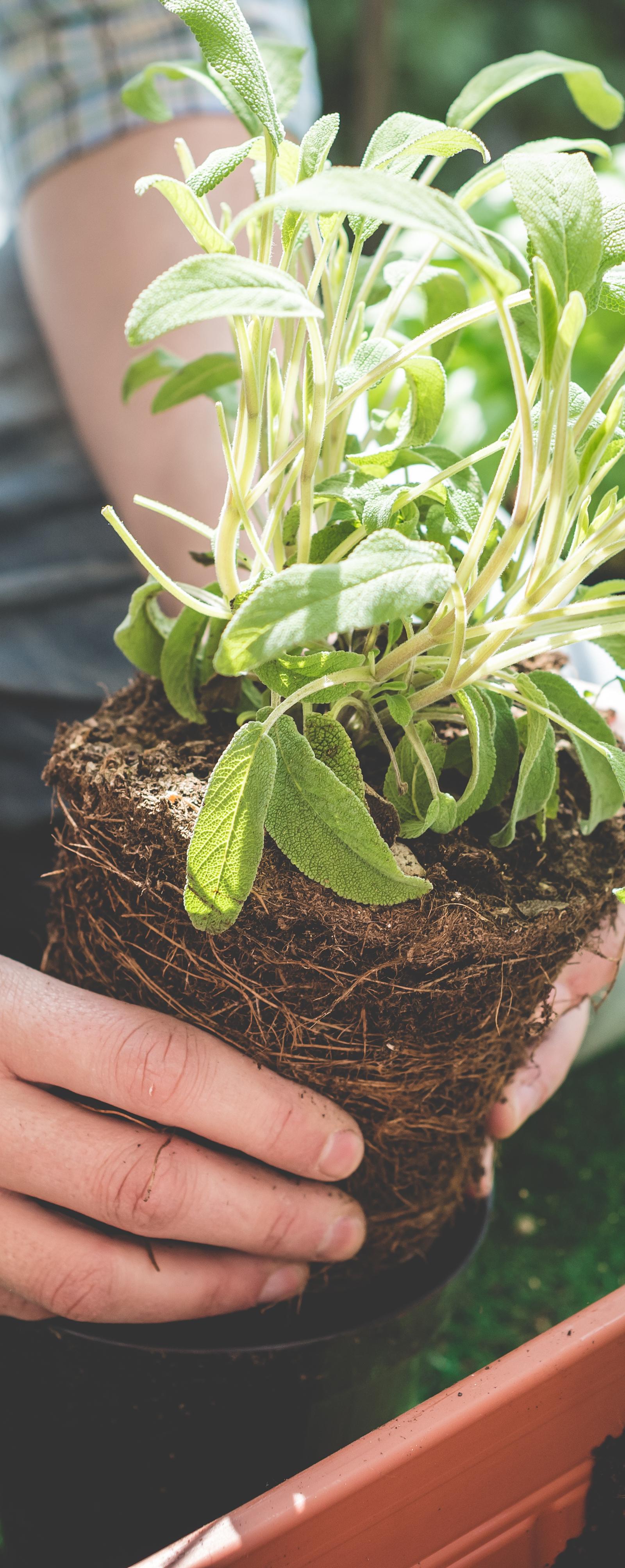 Altona Launches Free Home Gardening Resources for Local Residents