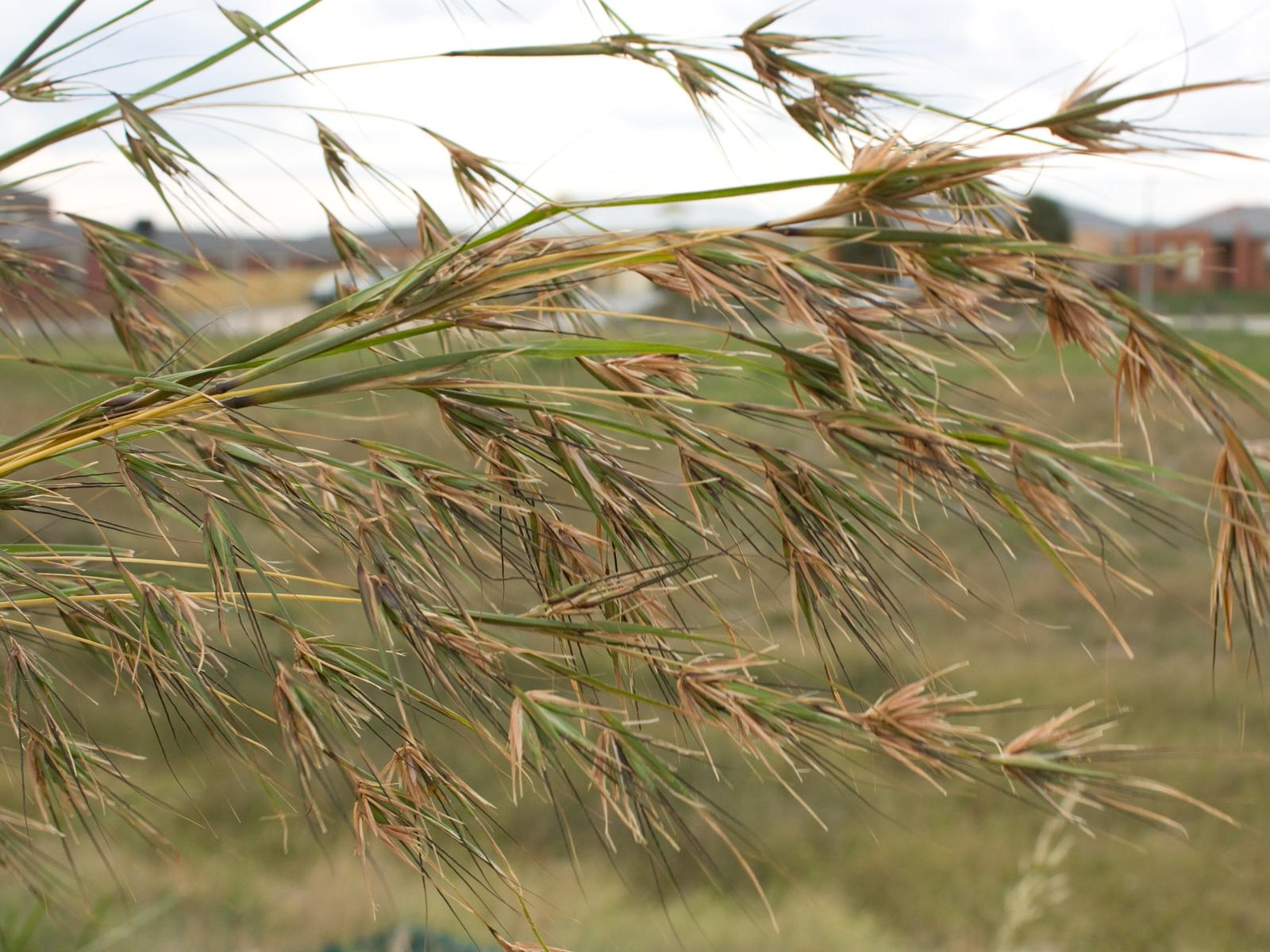 Kangaroo Grass (Themeda triandra), Wyndham Vale Australia