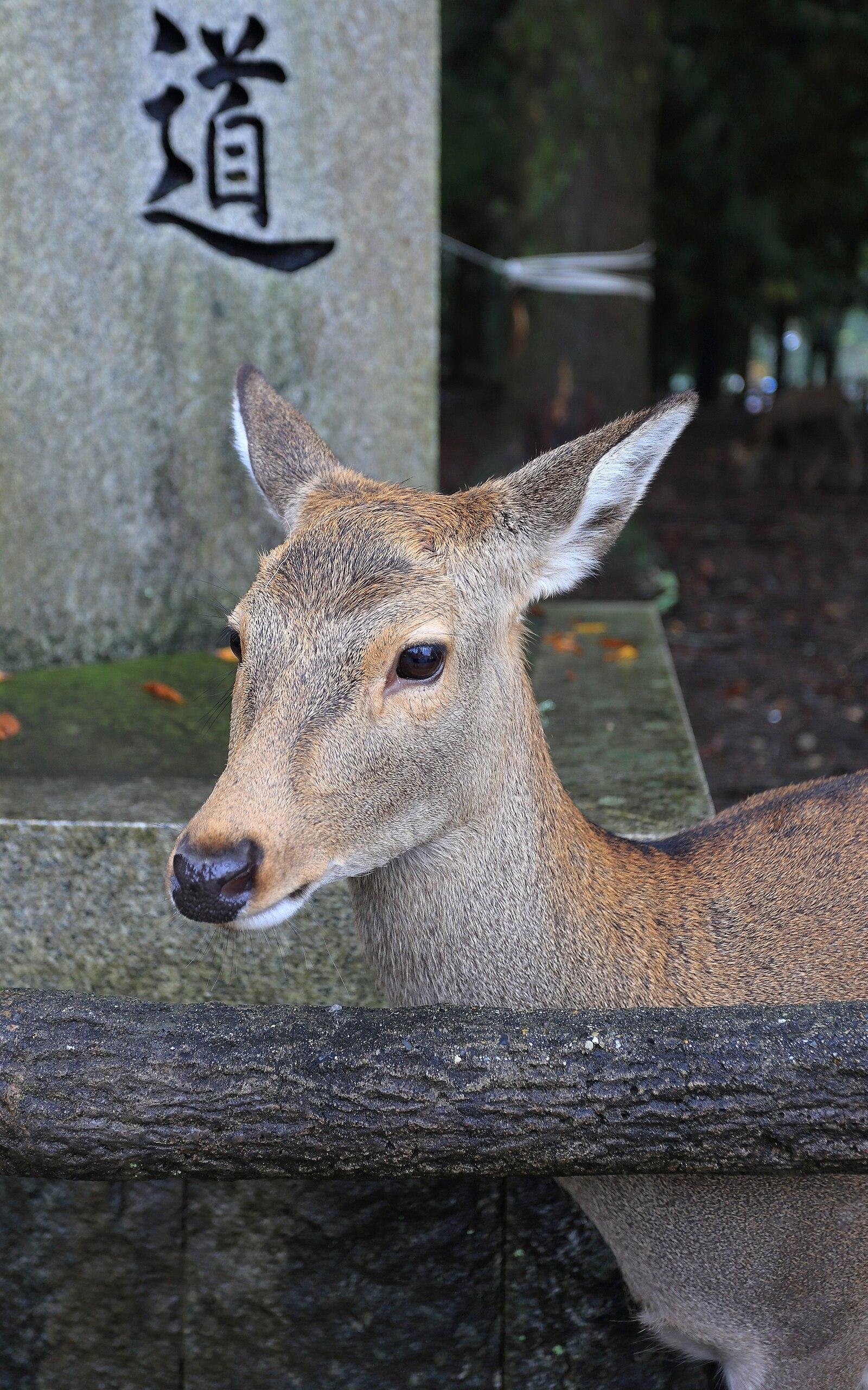 Sika deer in Nara Park, November 2016