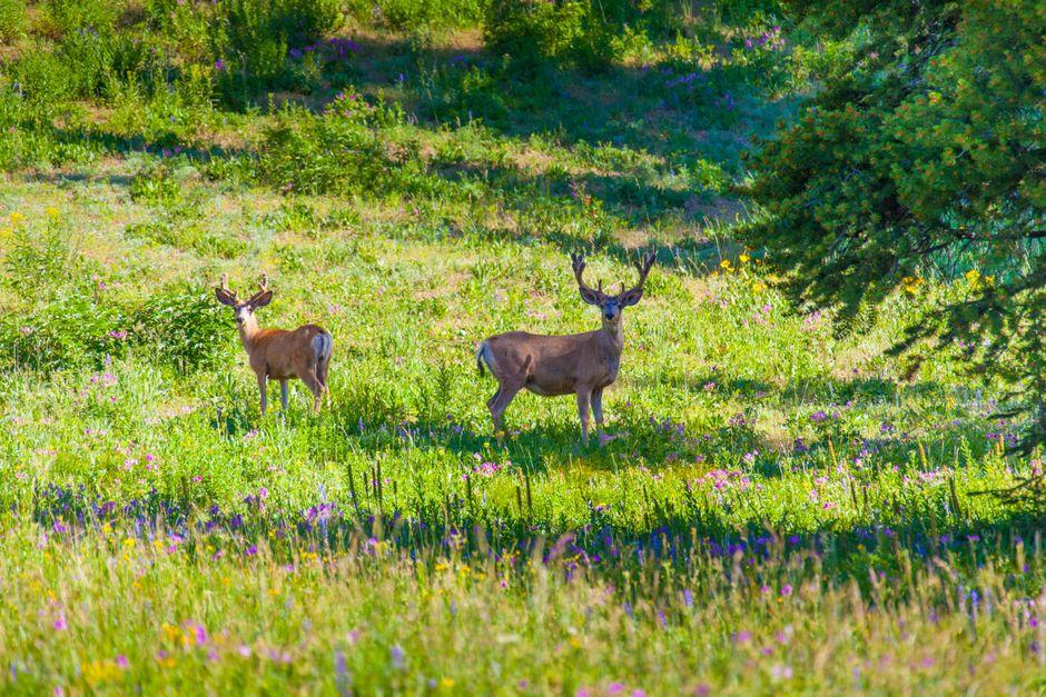 Deers on Green Grass Field