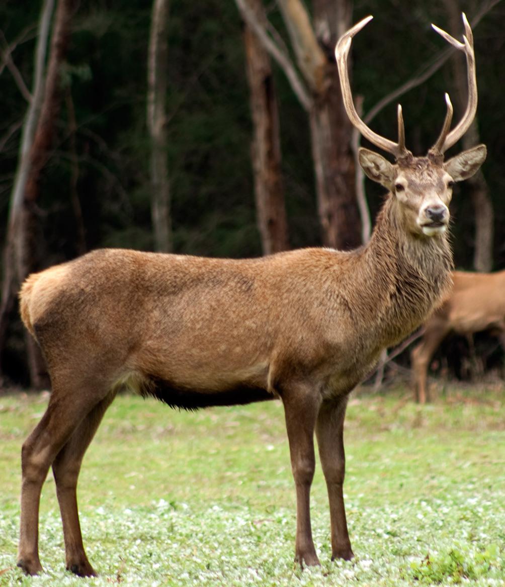 Red Deer Grazing, Hall's Gap, Victoria Australia (4843640408) (cropped)