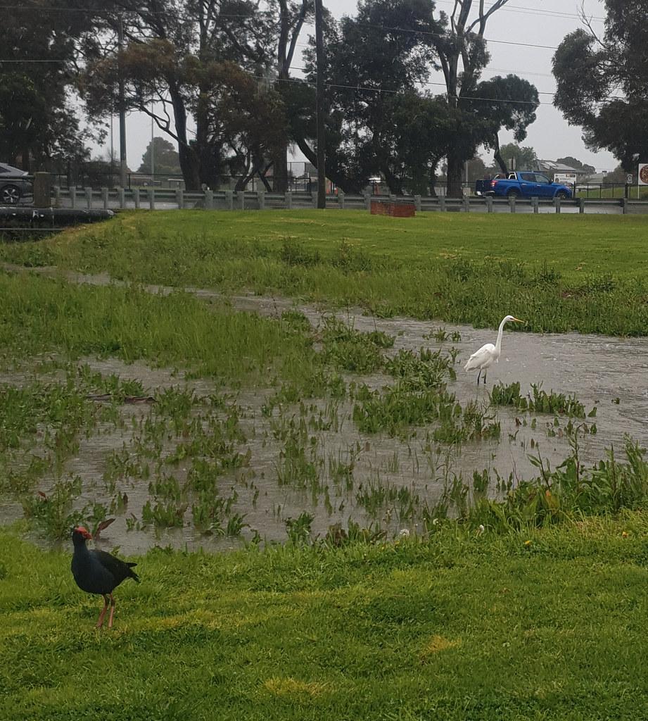 Altona Council Decisions Shape Daily Life and Neighbourhood Access
