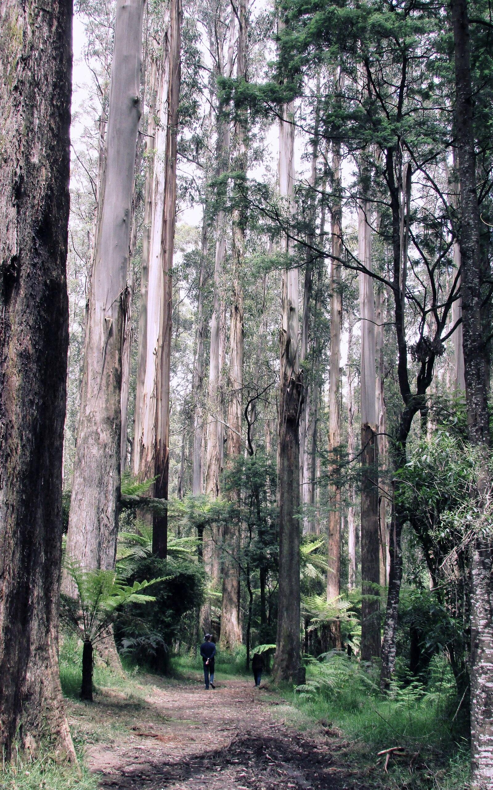 Wondering in the Dandenong ranges, VIC 2