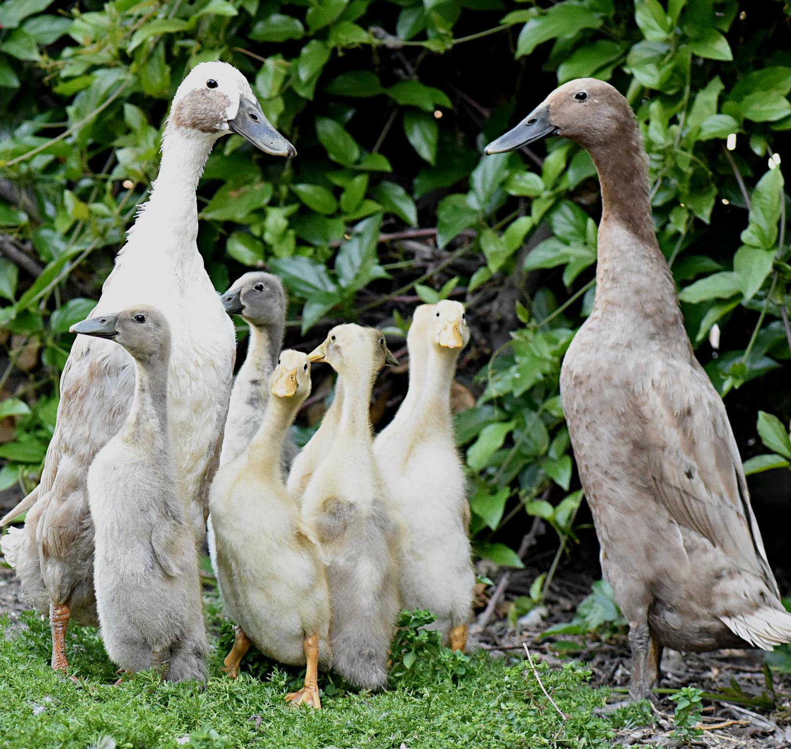 Indian runner ducks