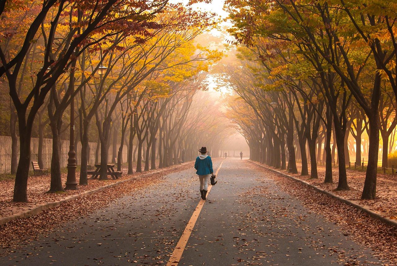 Albert Park's Paths Transform Daily Walks Into Powerful Mindfulness Practice