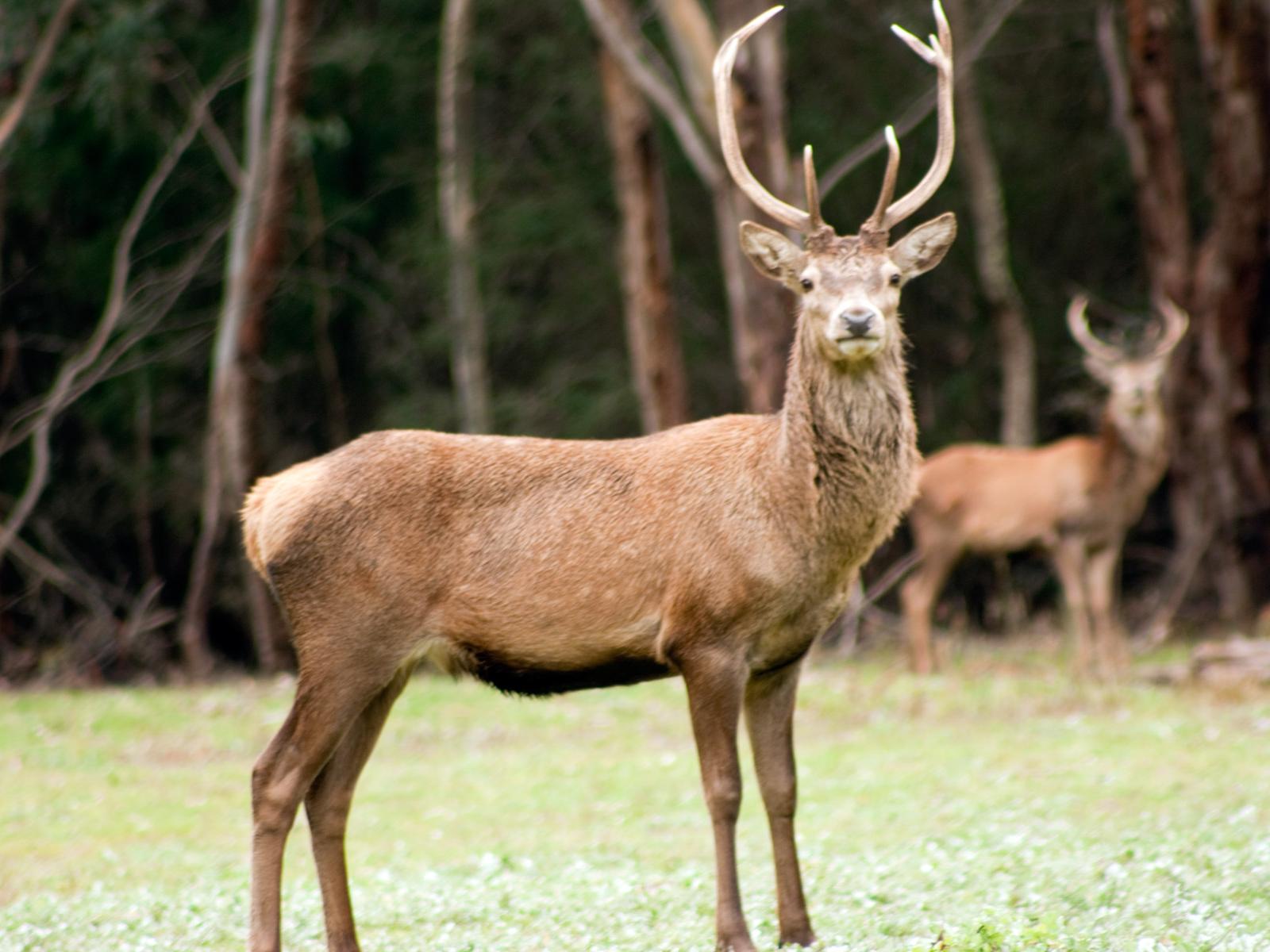 Red Deer Grazing, Hall's Gap, Victoria Australia