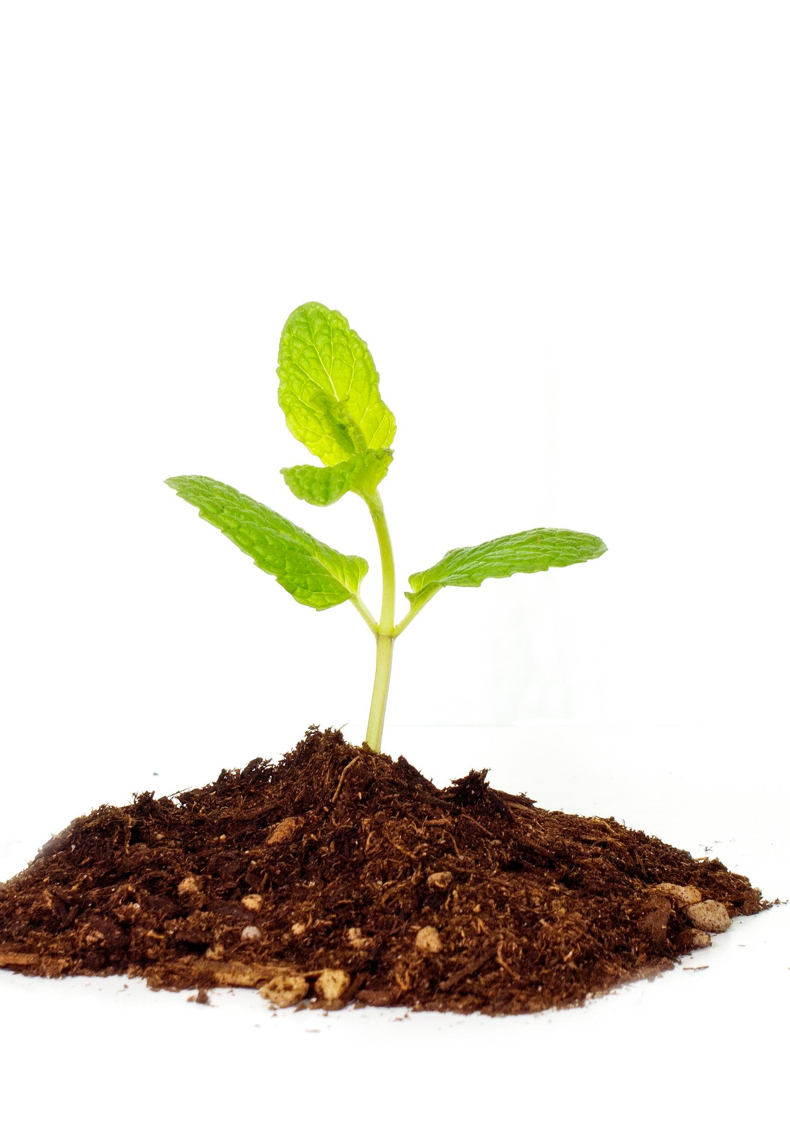 Camberwell Gardeners Boost Plant Health With Seasonal Routines and Composting