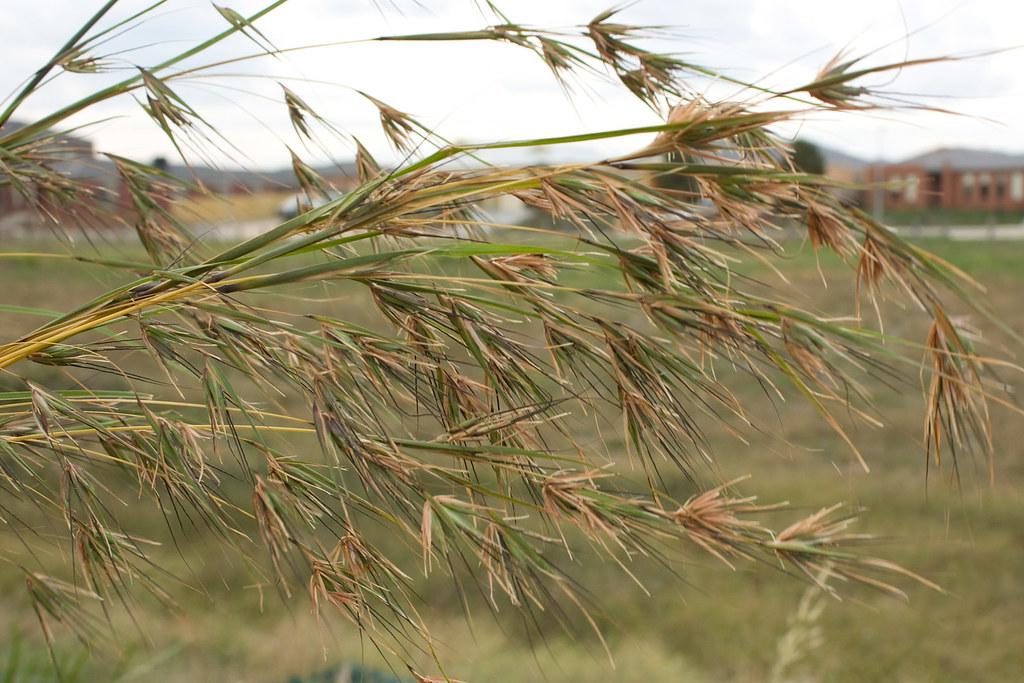 Wyndham Vale Small Businesses Face Mounting Pressure, Residents Can Help