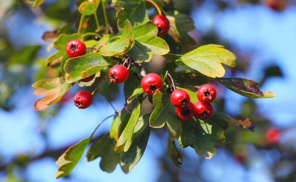 Vibrant Red Hawthorn Berries on Green Foliage